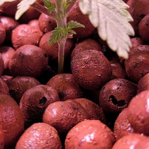 Mimosa x Orange Punch 1 growlog timeline photo