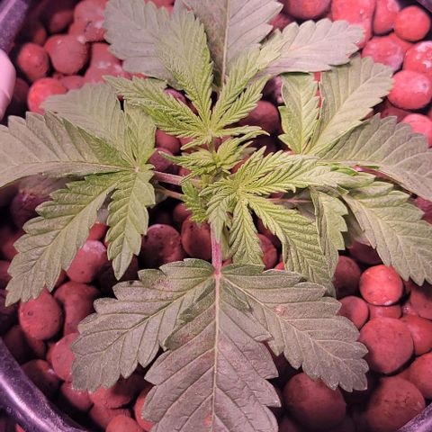 Gorilla Zkittles 1 growlog timeline photo
