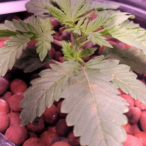Gorilla Zkittles 1 growlog timeline photo
