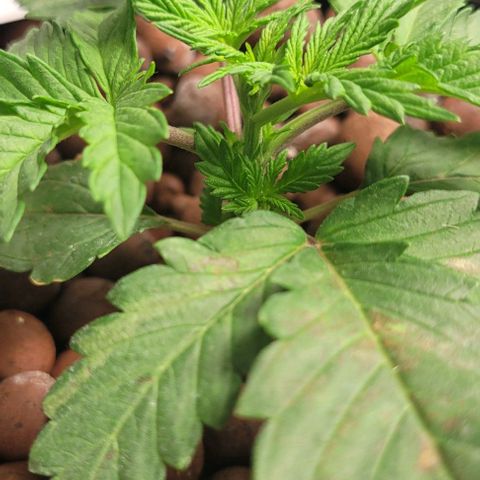 Gorilla Zkittles 1 growlog timeline photo