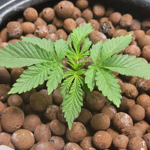 Mimosa x Orange Punch 1 growlog timeline photo