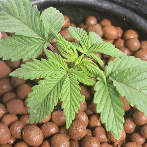 Bling Berry 1 growlog timeline photo
