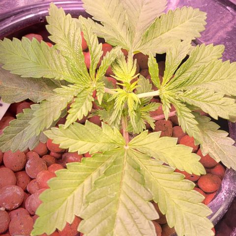 Gorilla Zkittles 1 growlog timeline photo