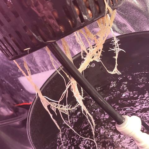 Gorilla Zkittles 1 growlog timeline photo