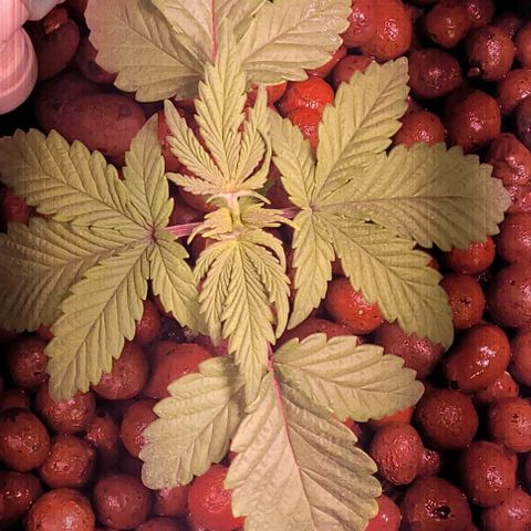 Bling Berry 1 growlog timeline photo
