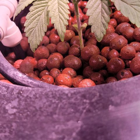 Bling Berry 1 growlog timeline photo