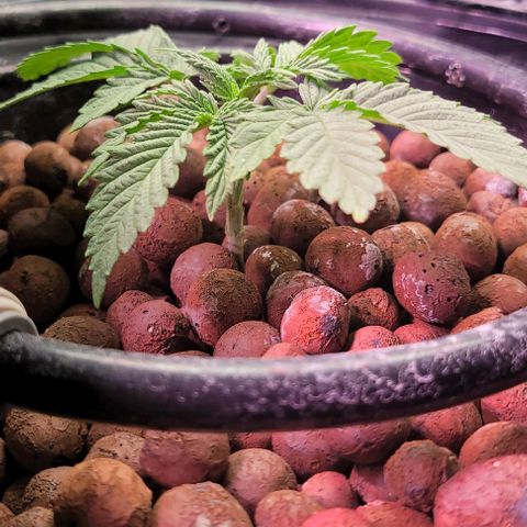 Mimosa x Orange Punch 1 growlog timeline photo