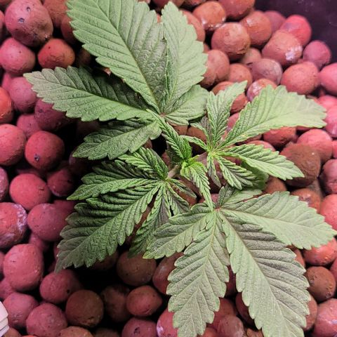 Mimosa x Orange Punch 1 growlog timeline photo