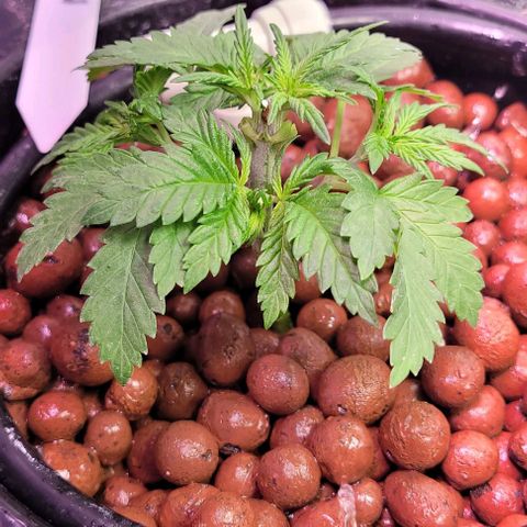 Gorilla Zkittles 1 growlog timeline photo