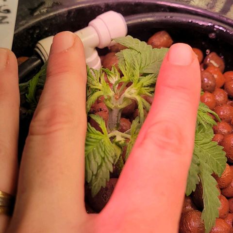Gorilla Zkittles 1 growlog timeline photo