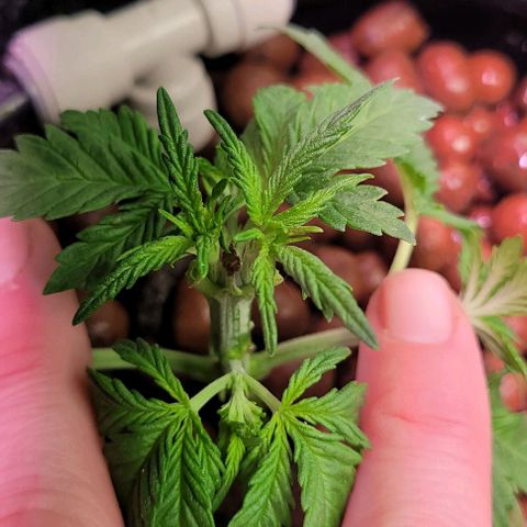 Gorilla Zkittles 1 growlog timeline photo