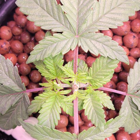 Bling Berry 1 growlog timeline photo