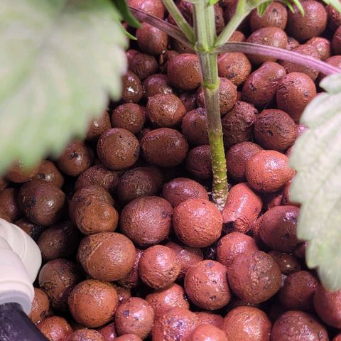 Bling Berry 1 growlog timeline photo