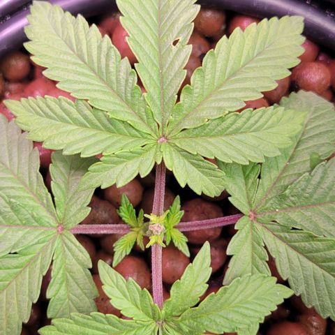 Mimosa x Orange Punch 1 growlog timeline photo