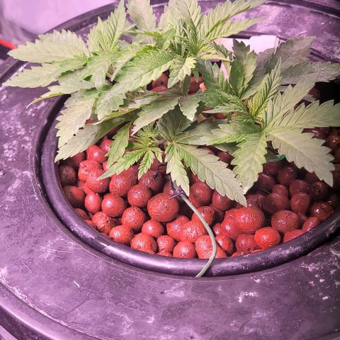 Gorilla Zkittles 1 growlog timeline photo