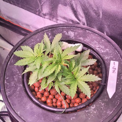 Gorilla Zkittles 1 growlog timeline photo