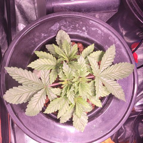 Bling Berry 1 growlog timeline photo