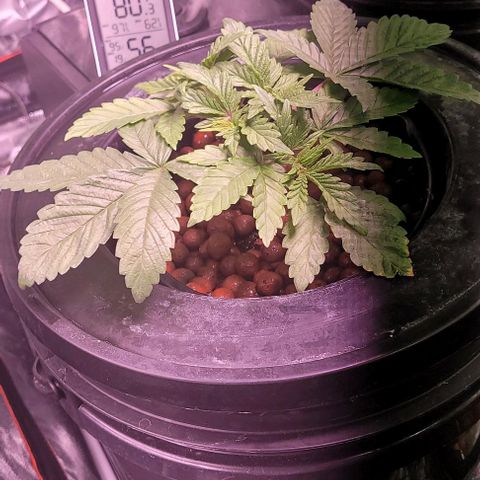 Bling Berry 1 growlog timeline photo