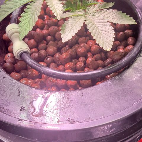 Mimosa x Orange Punch 1 growlog timeline photo