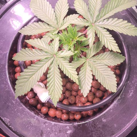 Mimosa x Orange Punch 1 growlog timeline photo