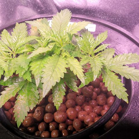 Gorilla Zkittles 1 growlog timeline photo
