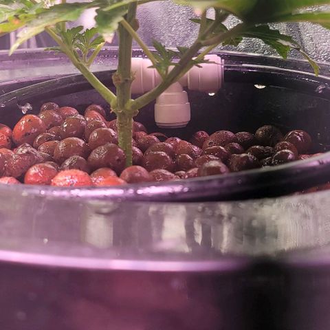 Gorilla Zkittles 1 growlog timeline photo
