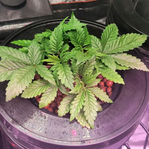 Bling Berry 1 growlog timeline photo