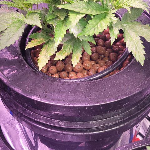 Gorilla Zkittles 1 growlog timeline photo