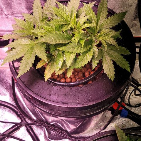 Gorilla Zkittles 1 growlog timeline photo