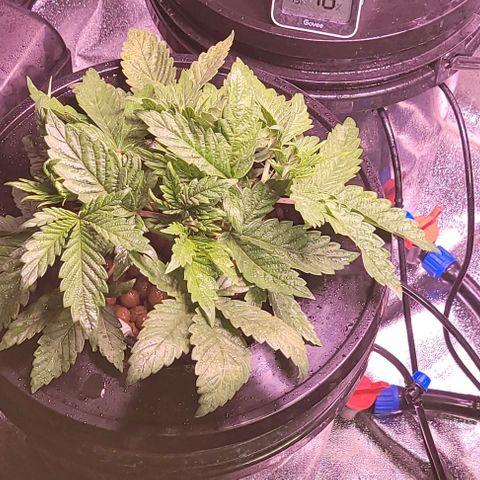 Bling Berry 1 growlog timeline photo