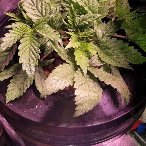 Bling Berry 1 growlog timeline photo