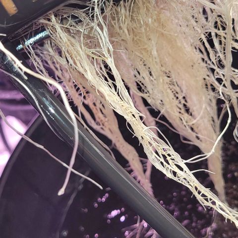 Mimosa x Orange Punch 1 growlog timeline photo