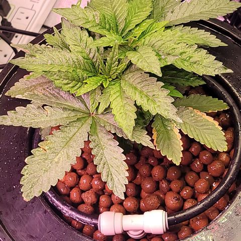 Mimosa x Orange Punch 1 growlog timeline photo