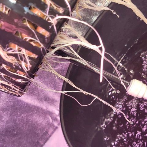 Gorilla Zkittles 1 growlog photo: Growing back strong after a root rot scare