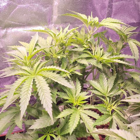 Gorilla Zkittles 1 growlog timeline photo