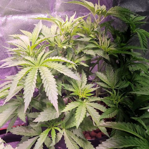 Gorilla Zkittles 1 growlog timeline photo