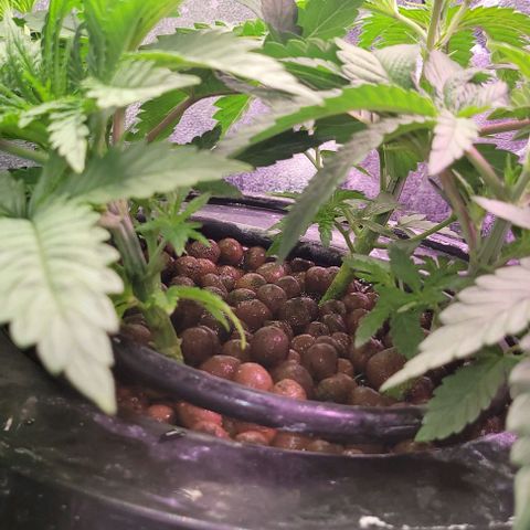 Fudgesicle 5 growlog timeline photo