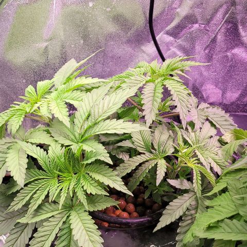 Fudgesicle 5 growlog timeline photo