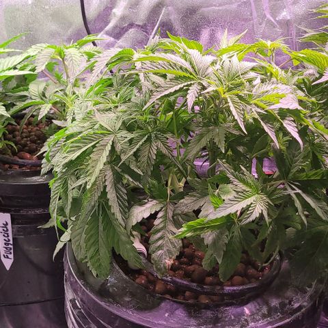 Bling Berry 1 growlog timeline photo