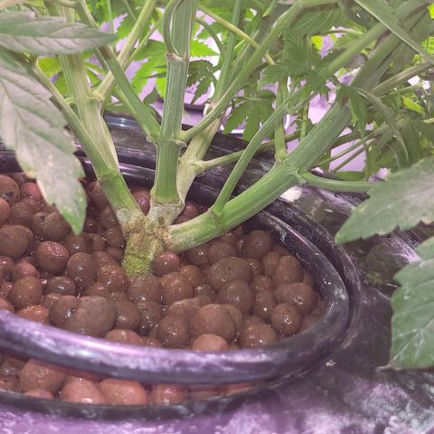 Bling Berry 1 growlog timeline photo
