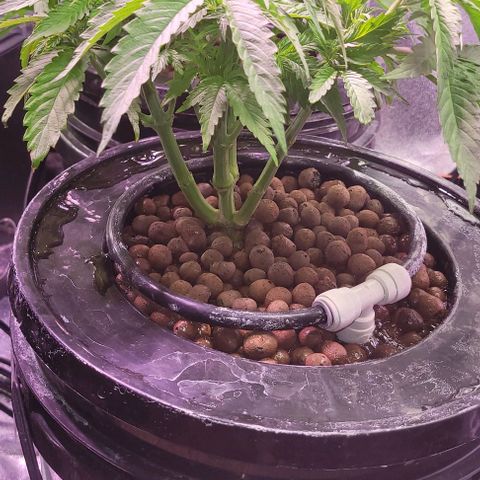 Mimosa x Orange Punch 1 growlog timeline photo