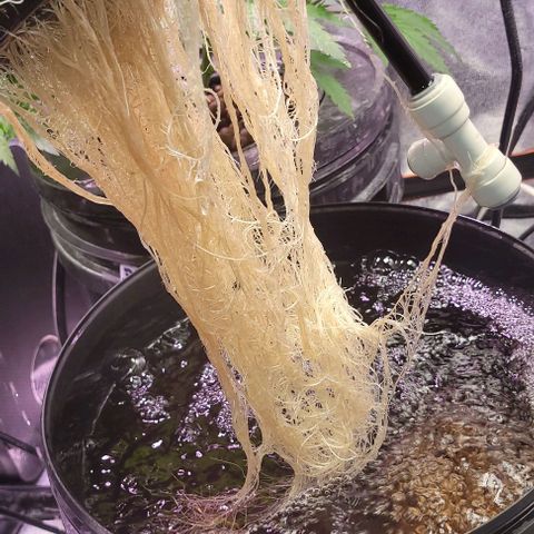 Mimosa x Orange Punch 1 growlog timeline photo