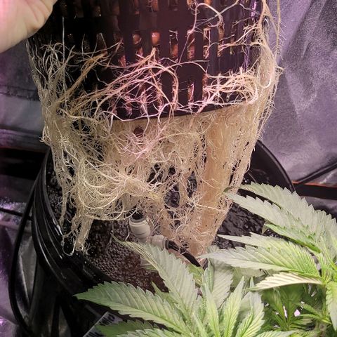 Gorilla Zkittles 1 growlog timeline photo