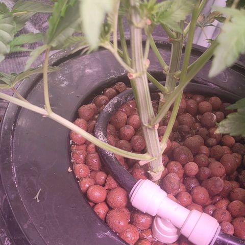 Fudgesicle 3 growlog timeline photo