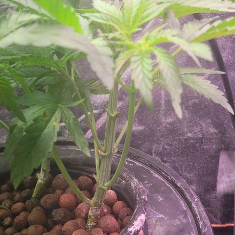 Fudgesicle 3 growlog timeline photo
