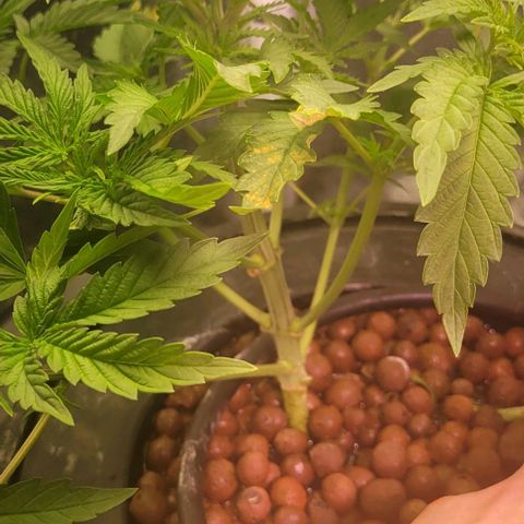 Fudgesicle 3 growlog timeline photo