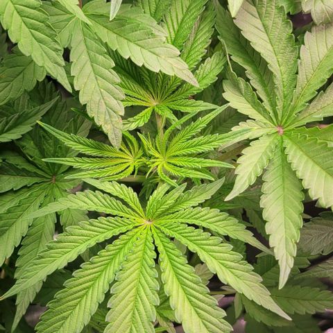 Fudgesicle 5 growlog timeline photo
