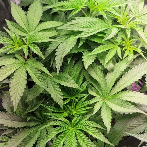 Fudgesicle 5 growlog timeline photo