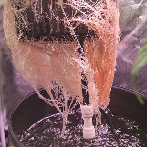 Fudgesicle 5 growlog timeline photo