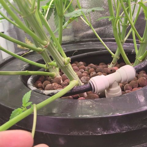 Fudgesicle 5 growlog timeline photo